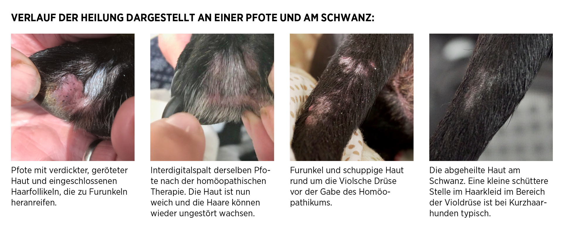 - Interdigitale Furunkulose bei einem Staffordshire-Terrier-Showrüden homöopathisch therapiert
