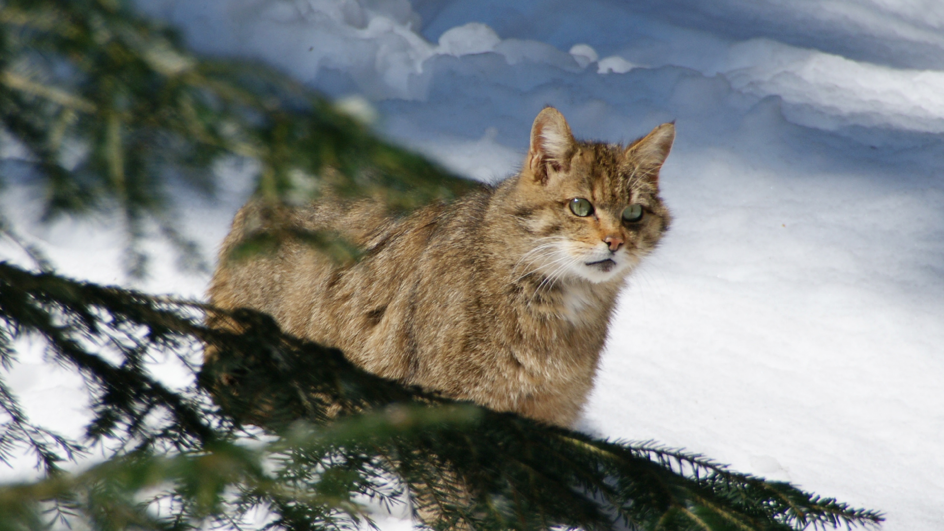 WILDKATZE