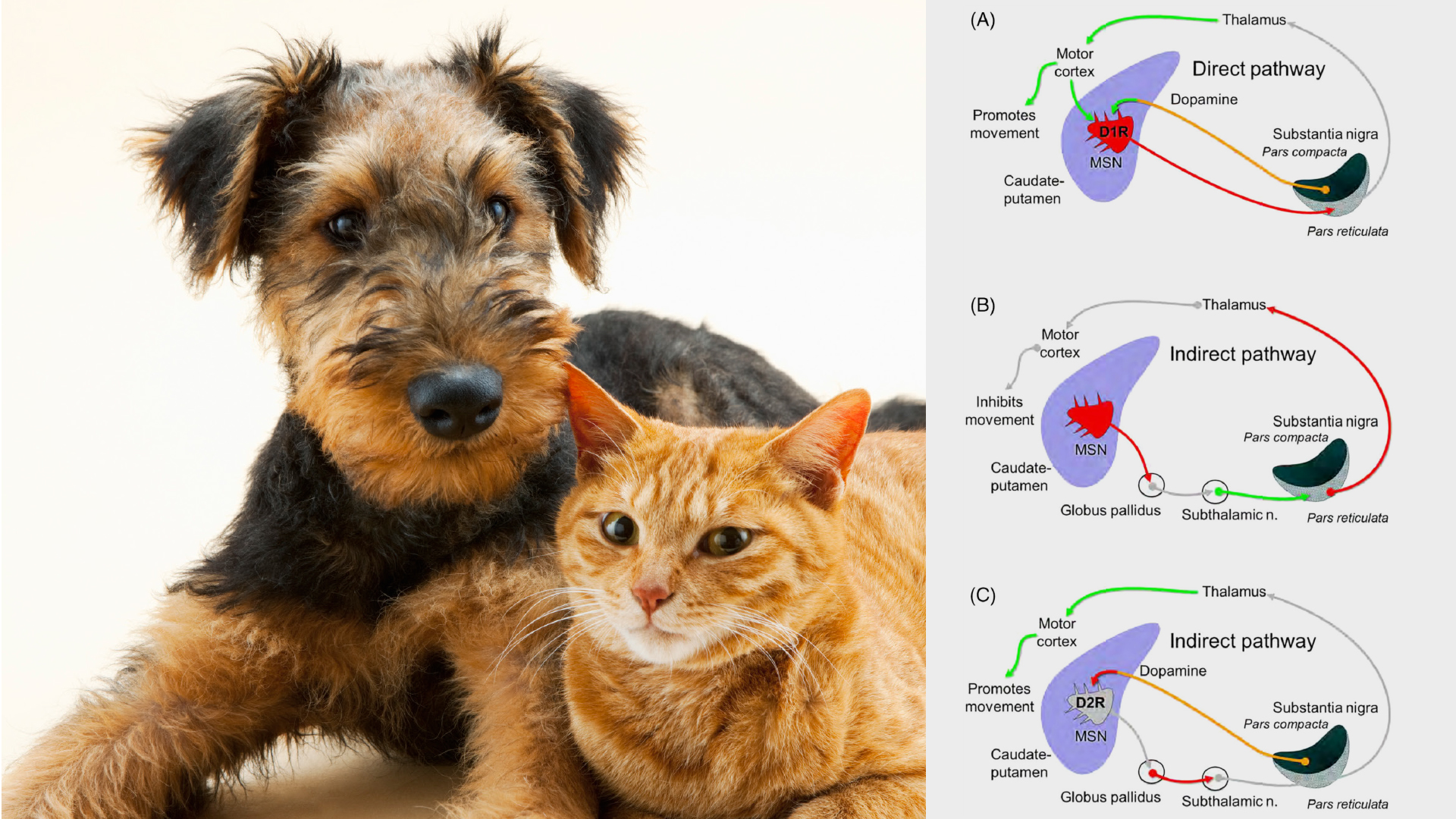 VETERINAERNEUROLOGIE
