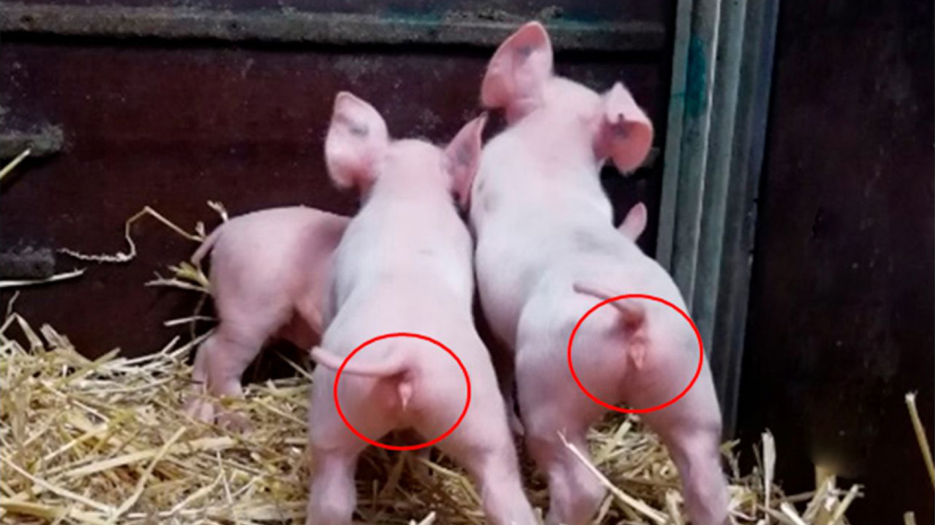 SCHWEINEPRODUKTION 01