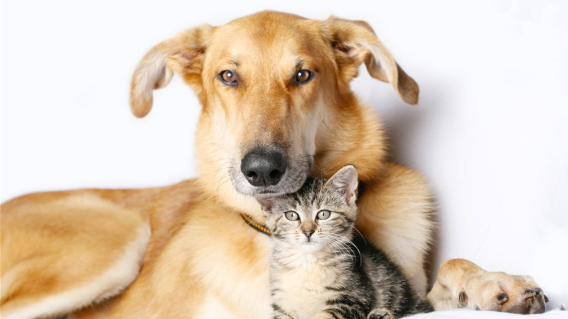 ESCCAP TOXOPLASMOSE 02