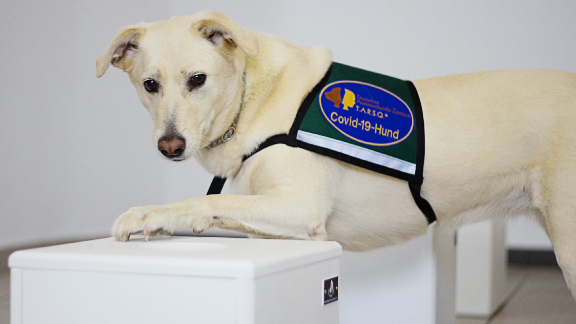 COVID HUNDE VJ 11 2021