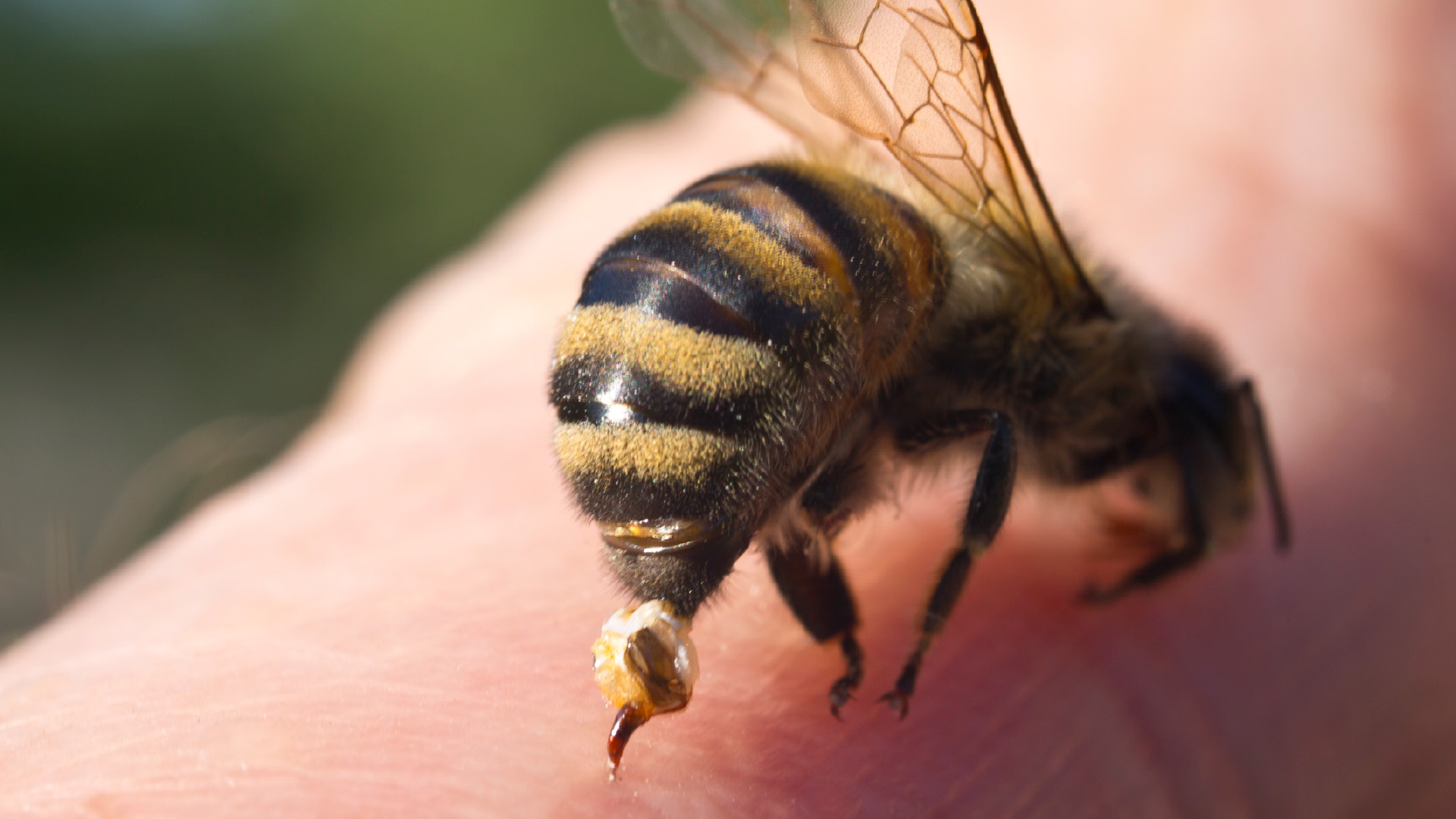 AUSTRALIEN HONIGBIENENGIFT KREBS