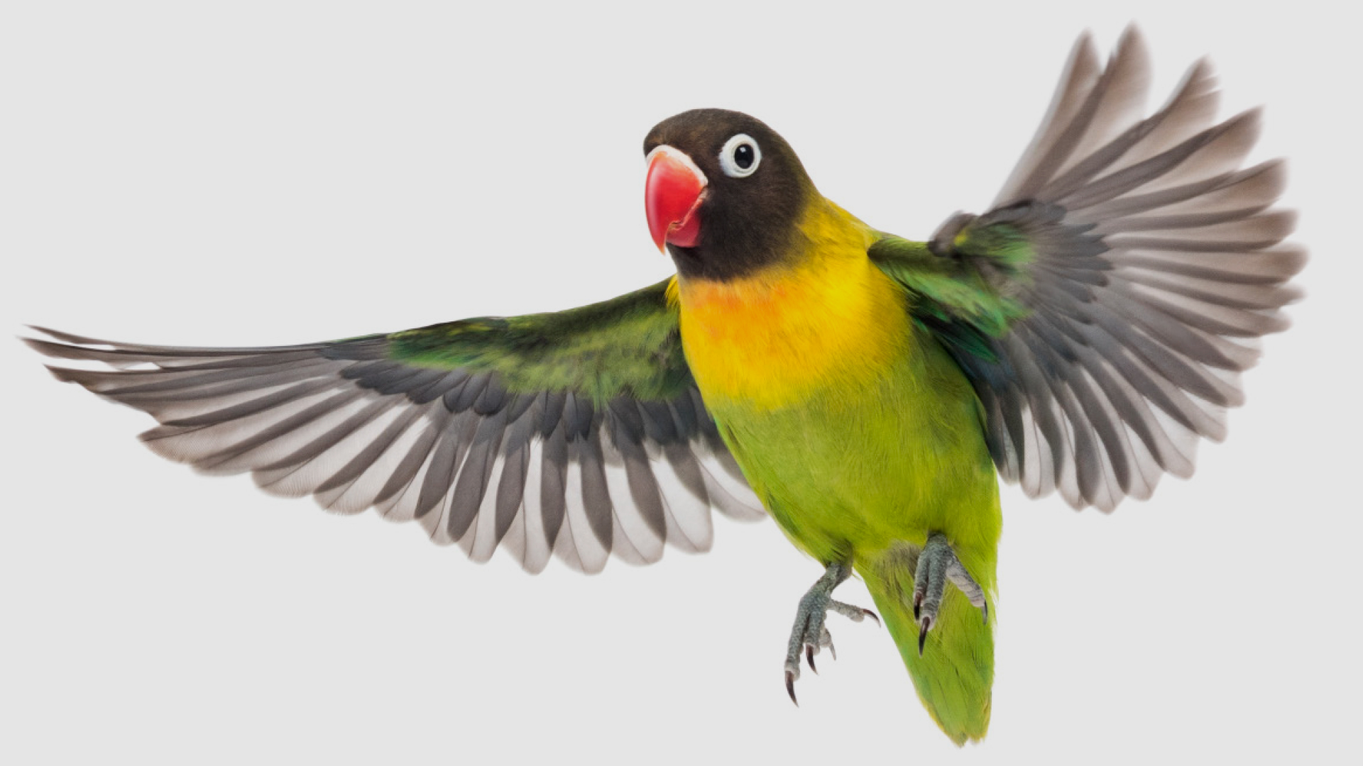 KLIMAWANDEL AMAZONAS VOEGEL