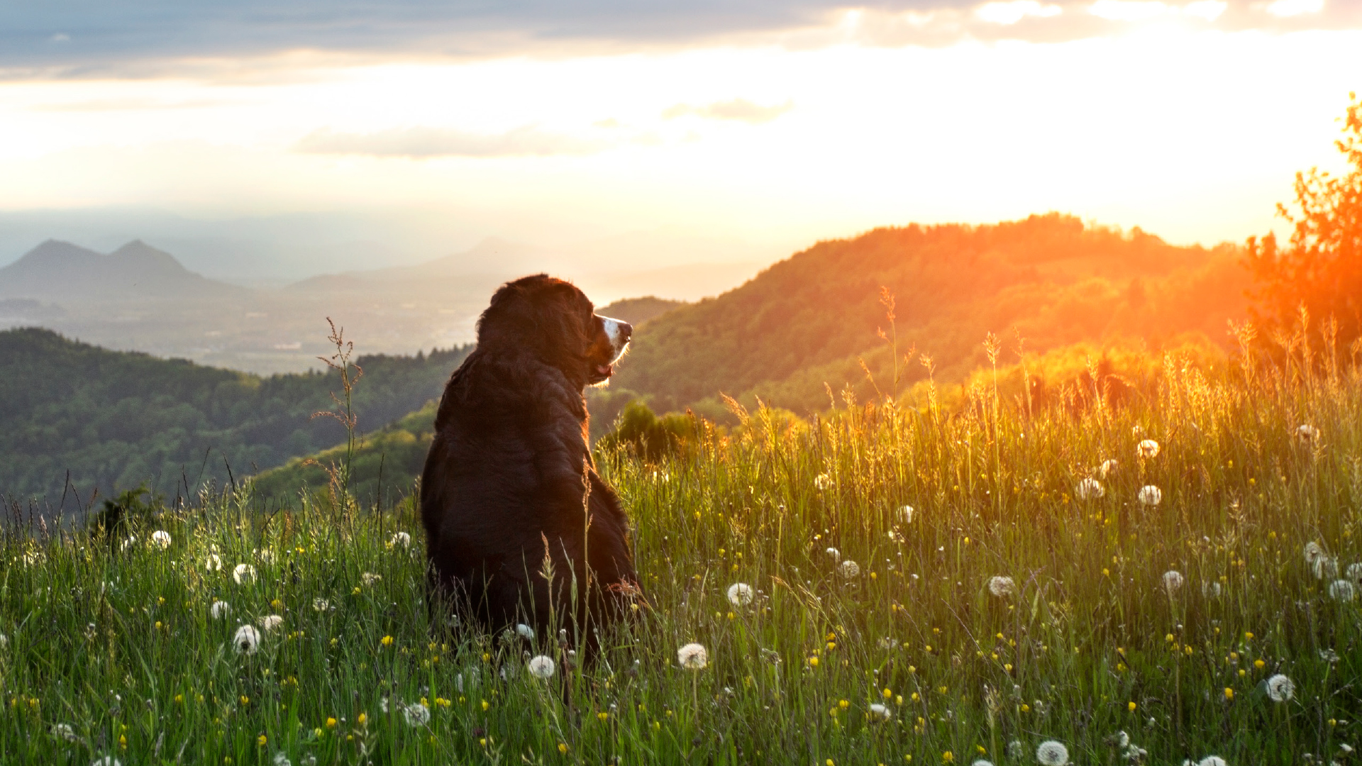 STERBEN WIE EIN HUND