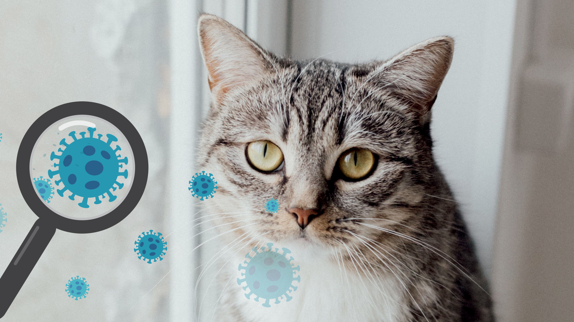 HAUSKATZEN COVID