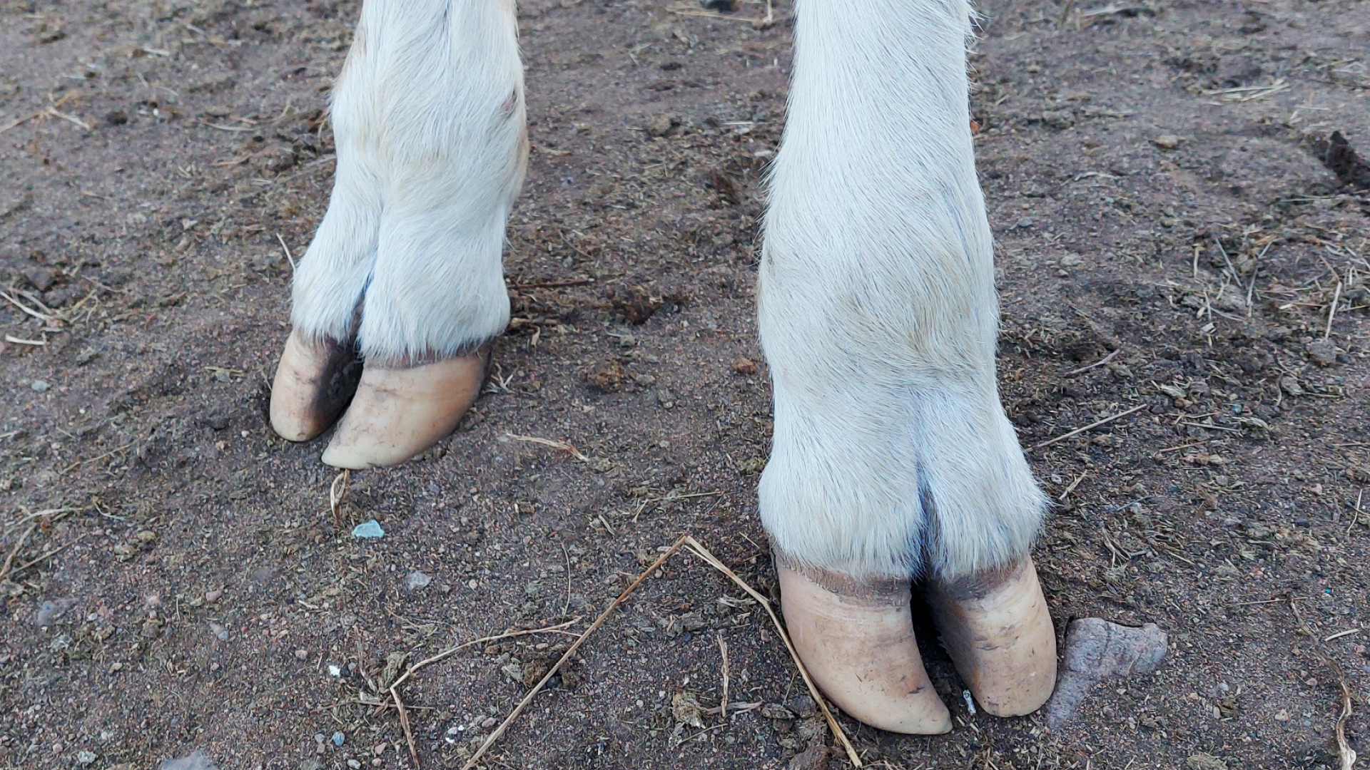 KLAUENGESUNDHEIT RINDERDATENBANK 01 1