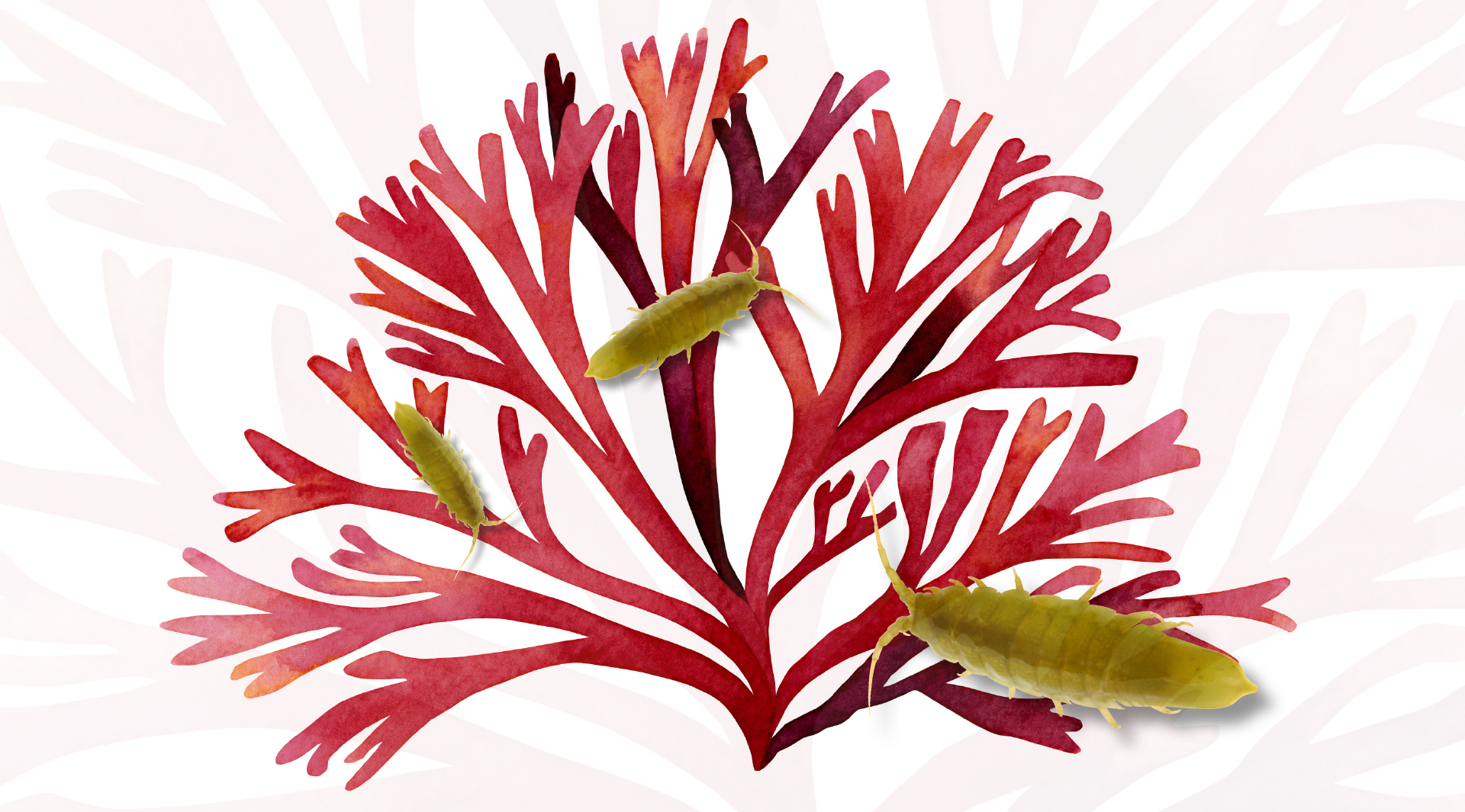 Krustentiere Fremdbestaebung