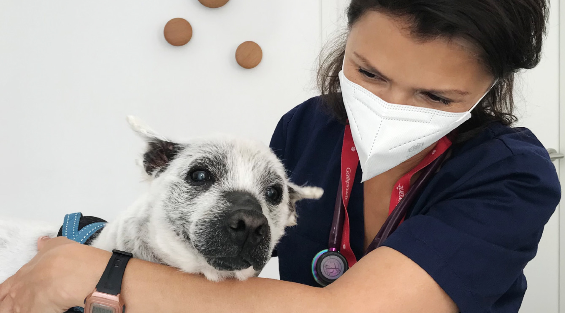 Metronomische Chemotherapie Dr Alexandra Rose