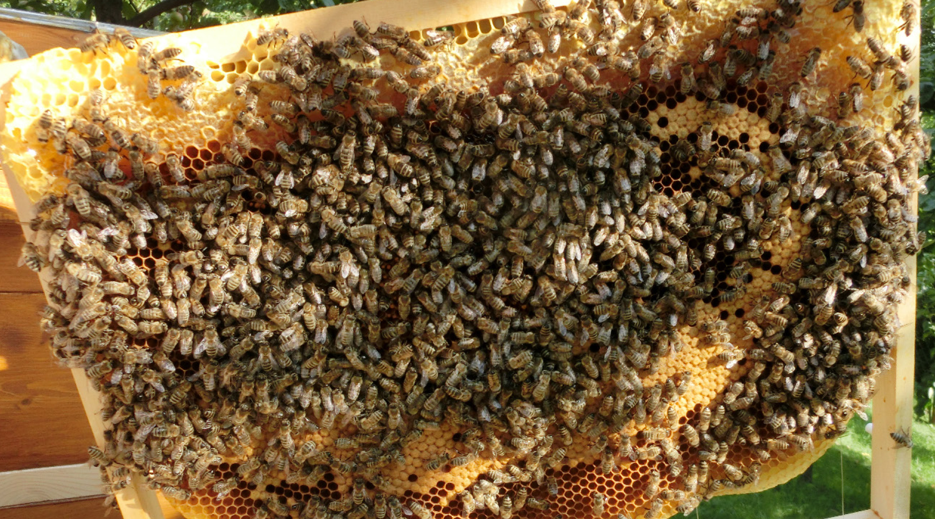 Honigbienen Imkerjahr 01