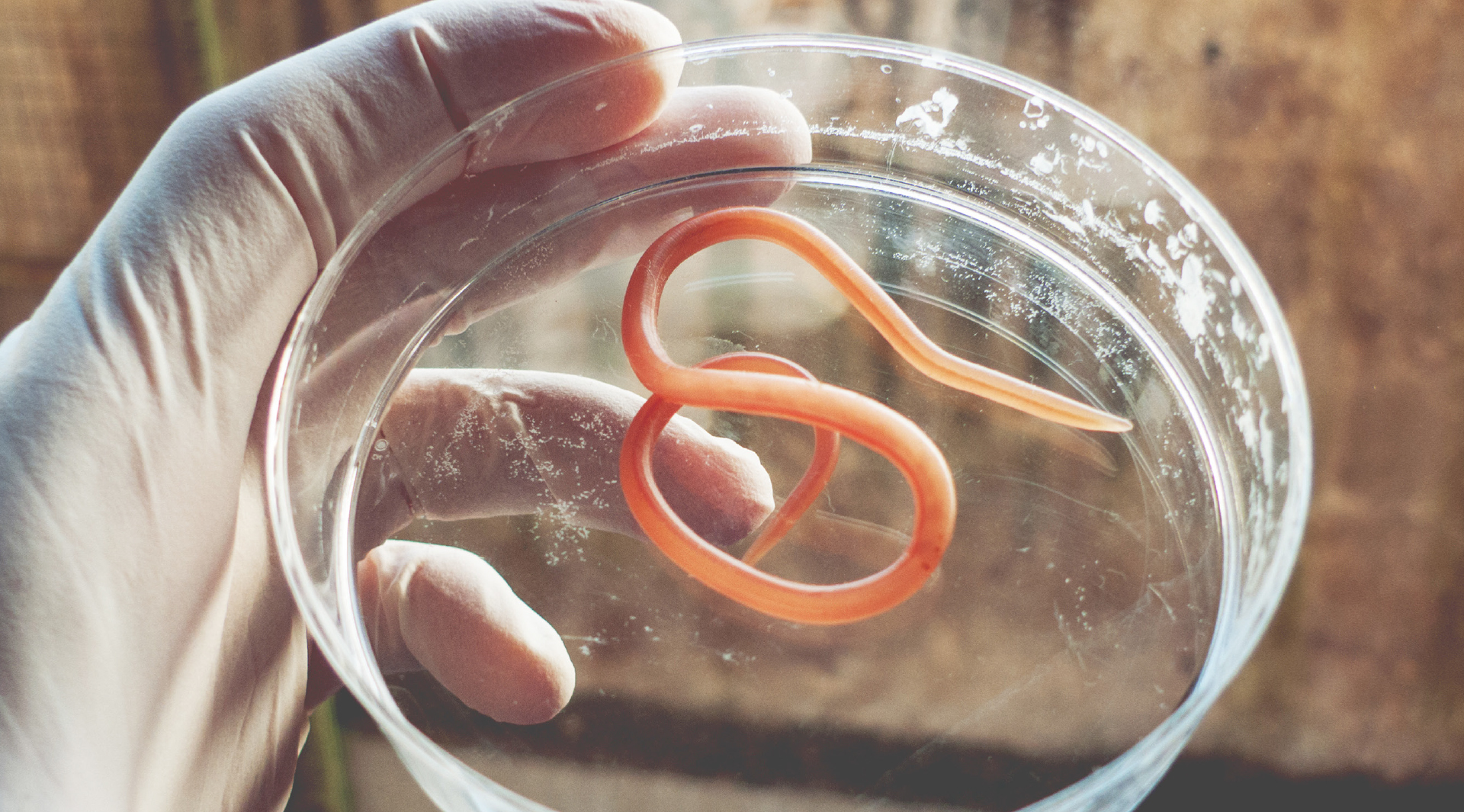 Zaehne von Fadenwuermern bestehen aus Chitin