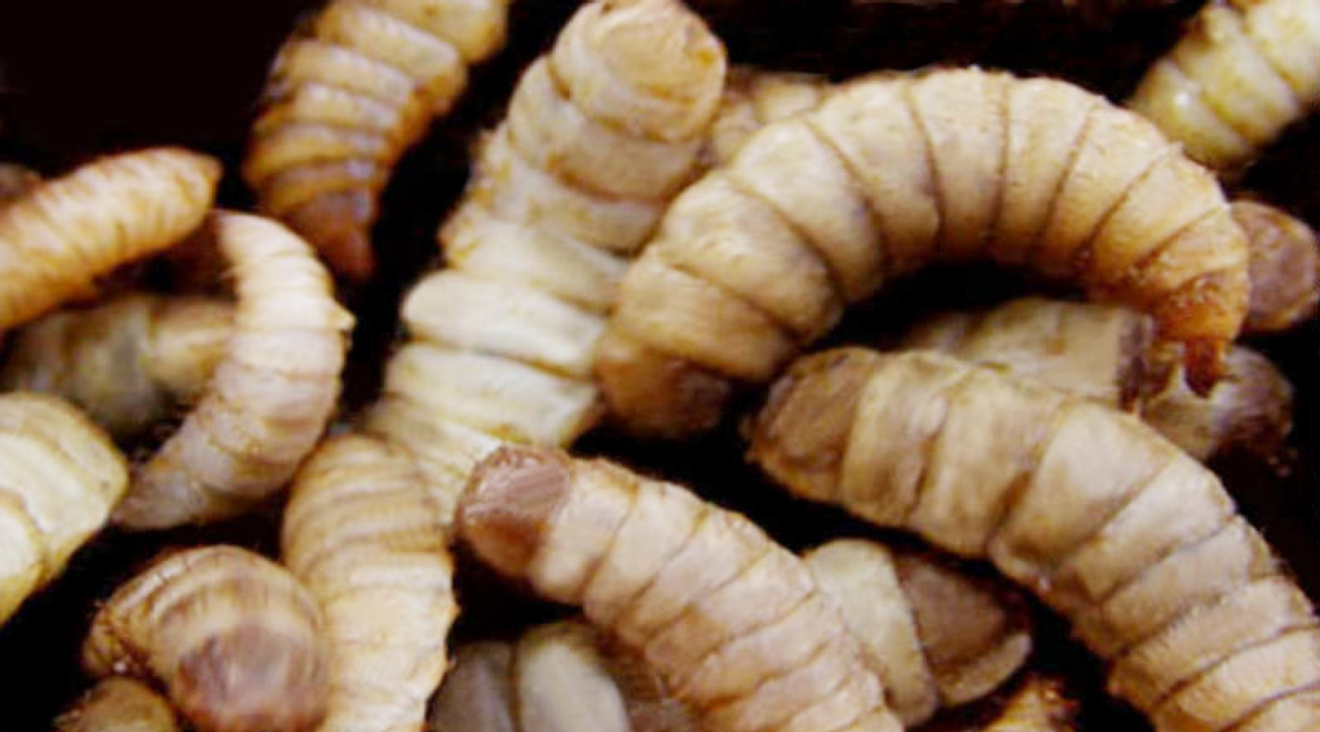 Larvenprotein Nutztiere