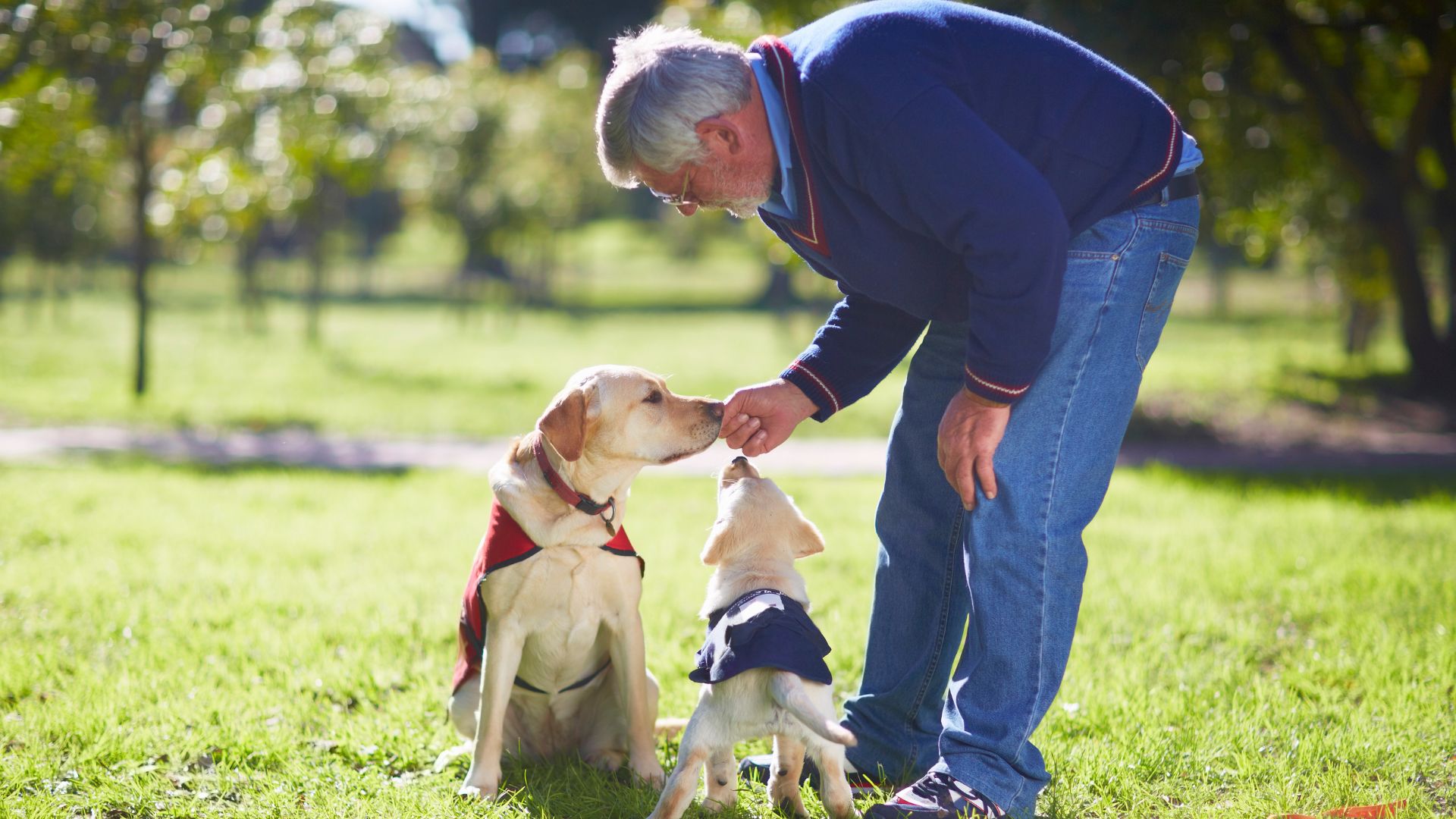 VJ202311 Hundebroschueren Mann Stefan Gromen