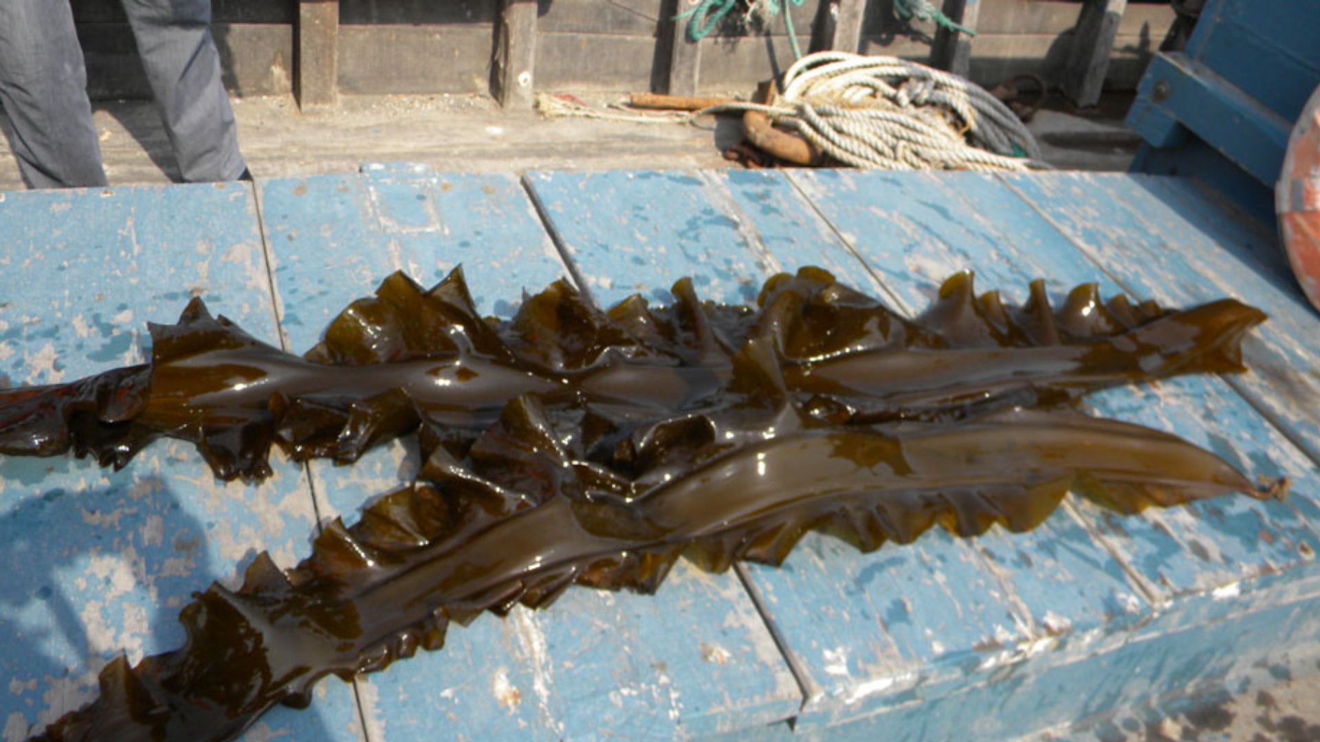 VJ12 2023 01 2024 Algen