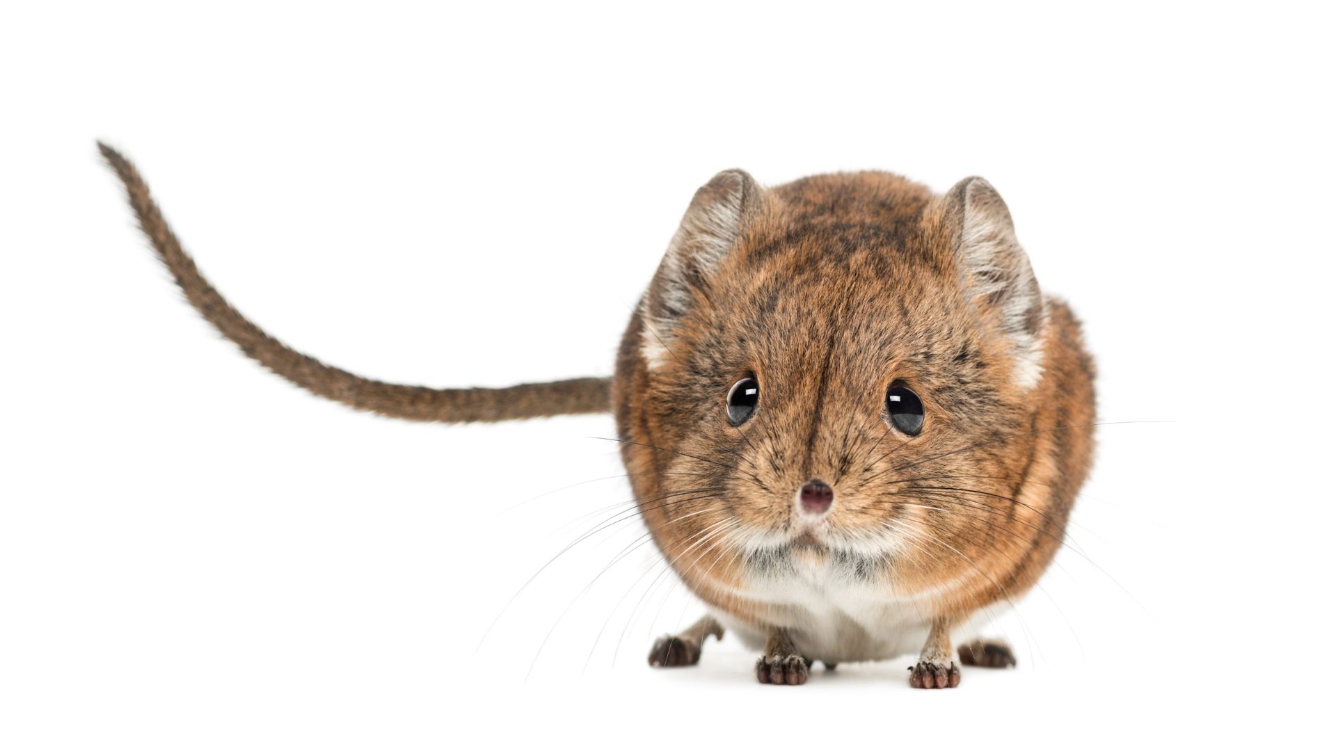 VJ12 2023 01 2024 Maeusetraechtigkeit