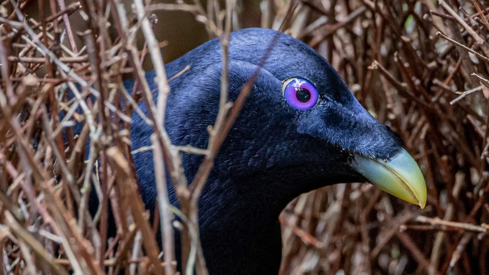 VJ12 2023 01 2024 Voegel Balzverhalten