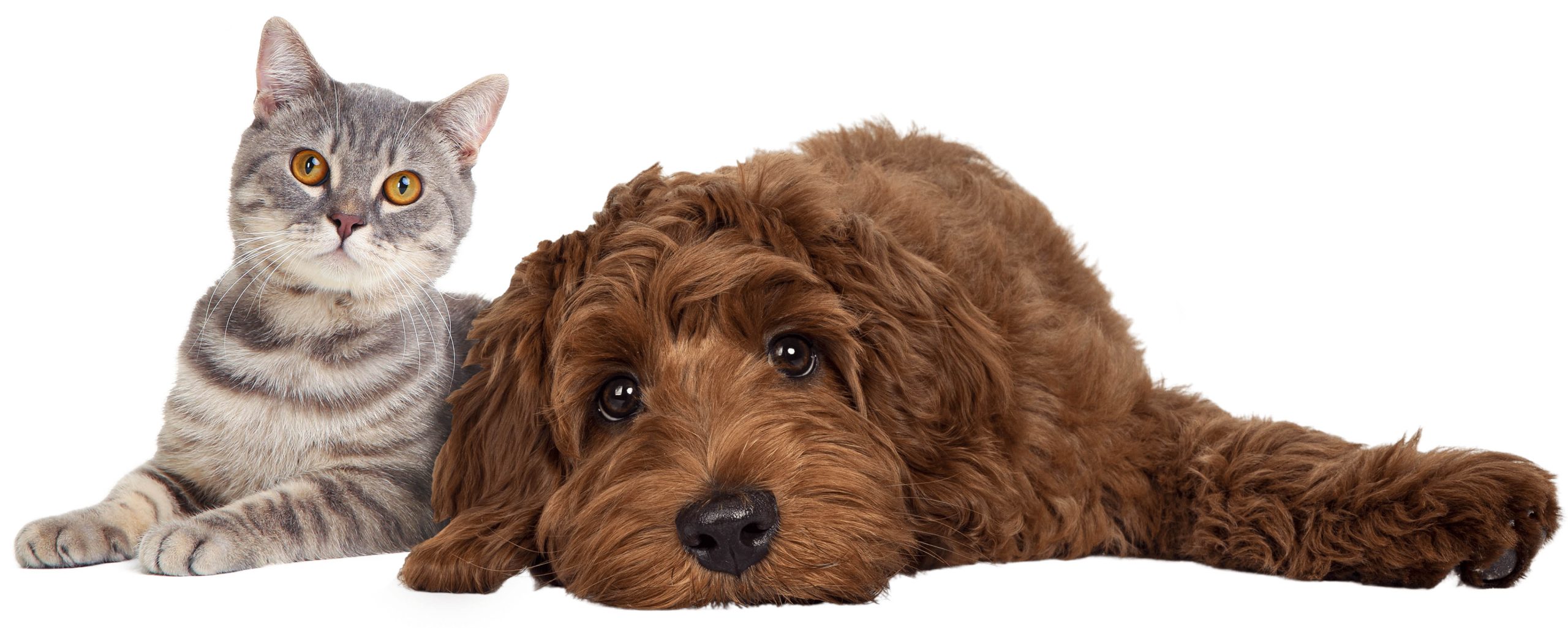 VJ202402 Animalicum2024 scaled