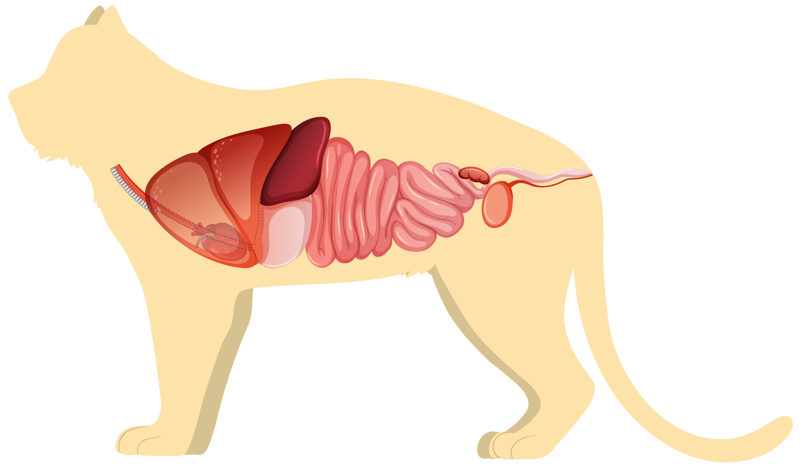 VJ202402 Darmgesundheit scaled