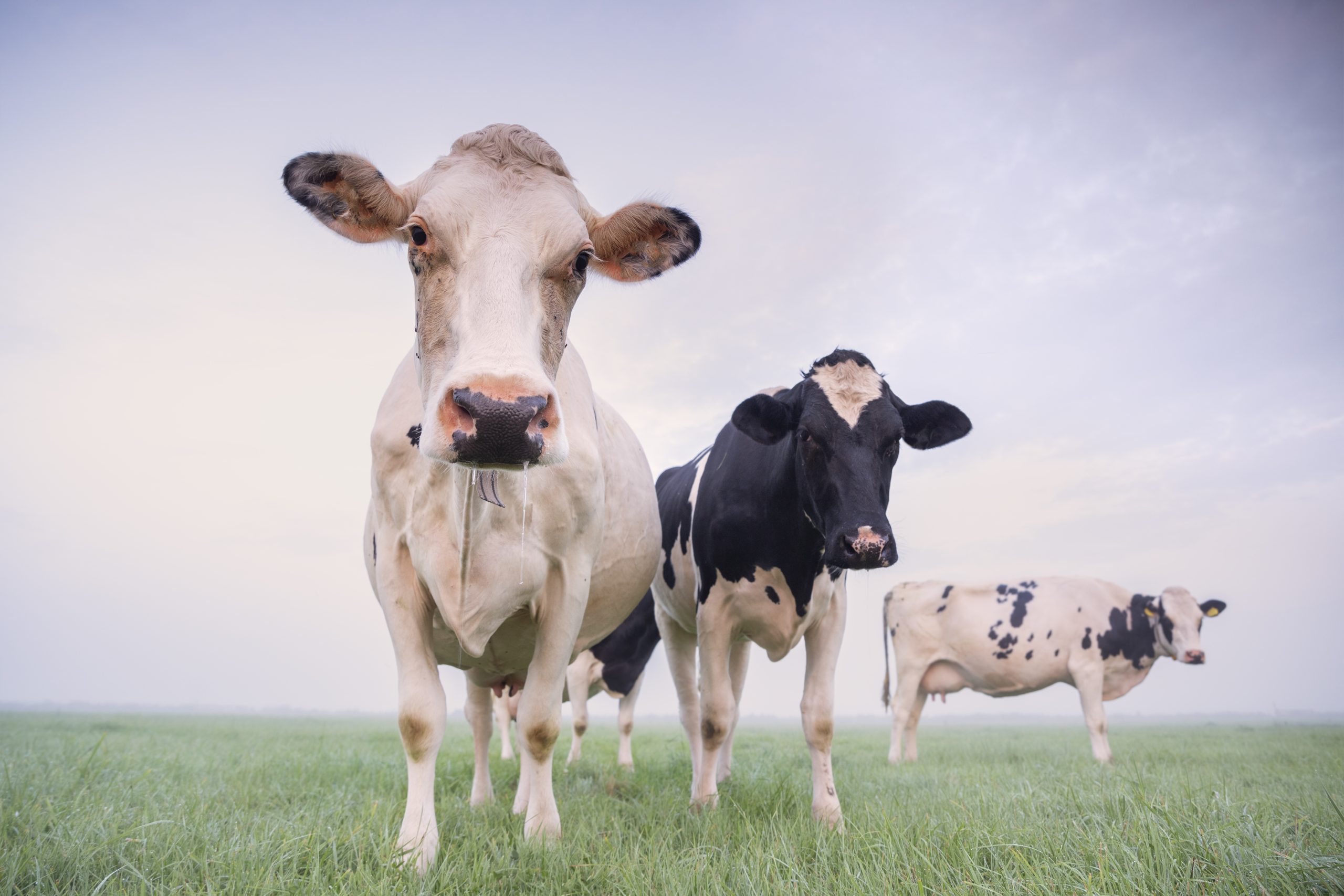 VJ202402 Nutztieraerzte Holstein scaled