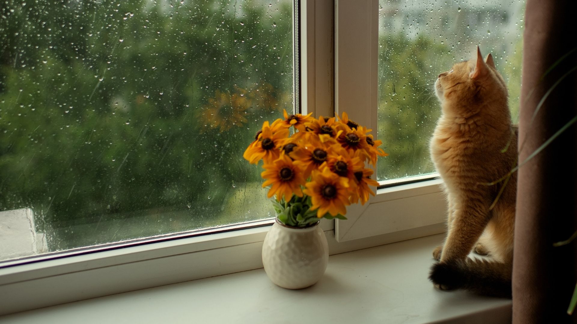 VJ202403 Hauskatzen Regen