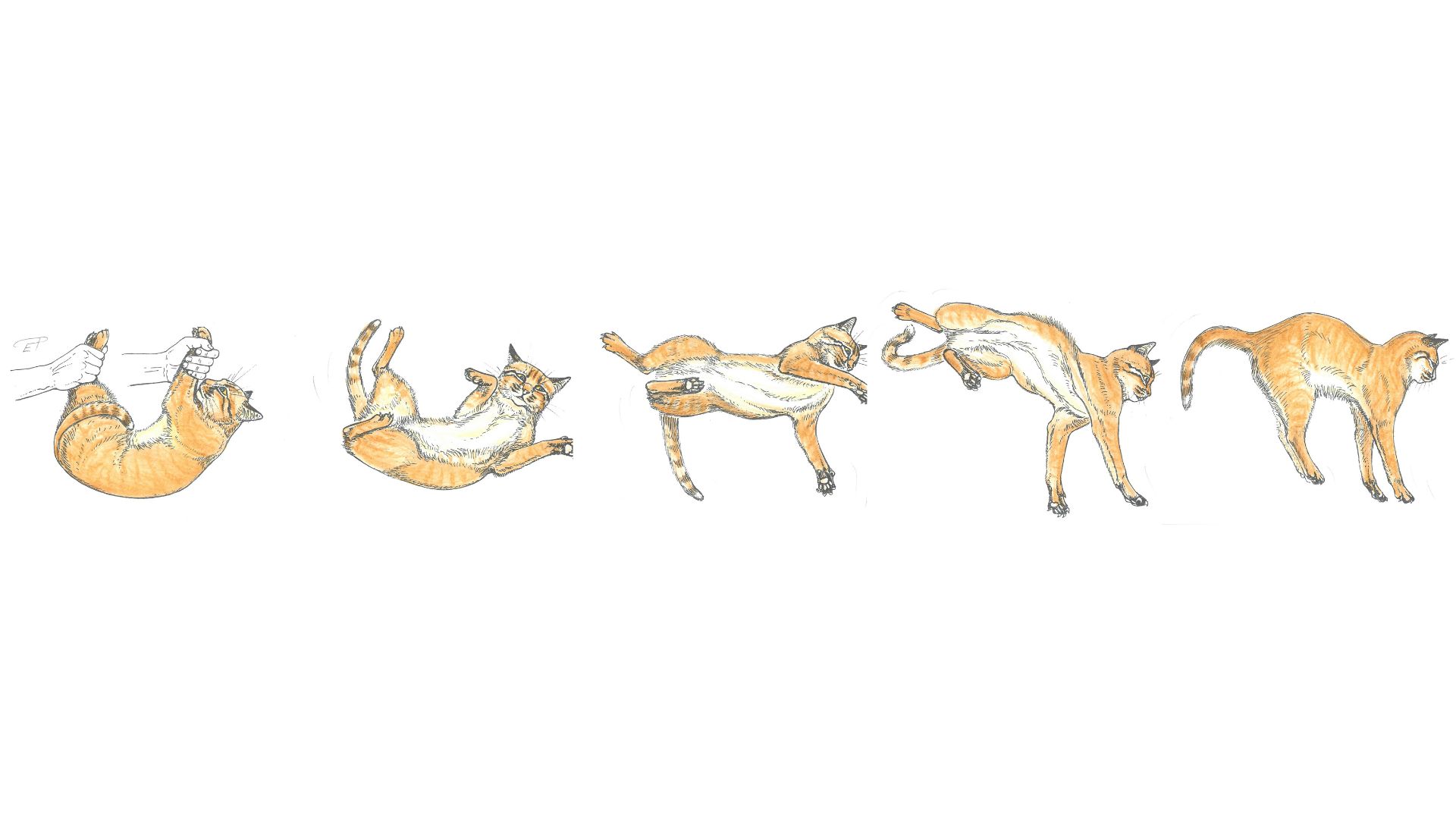 VJ202403 Katze Stellreflex