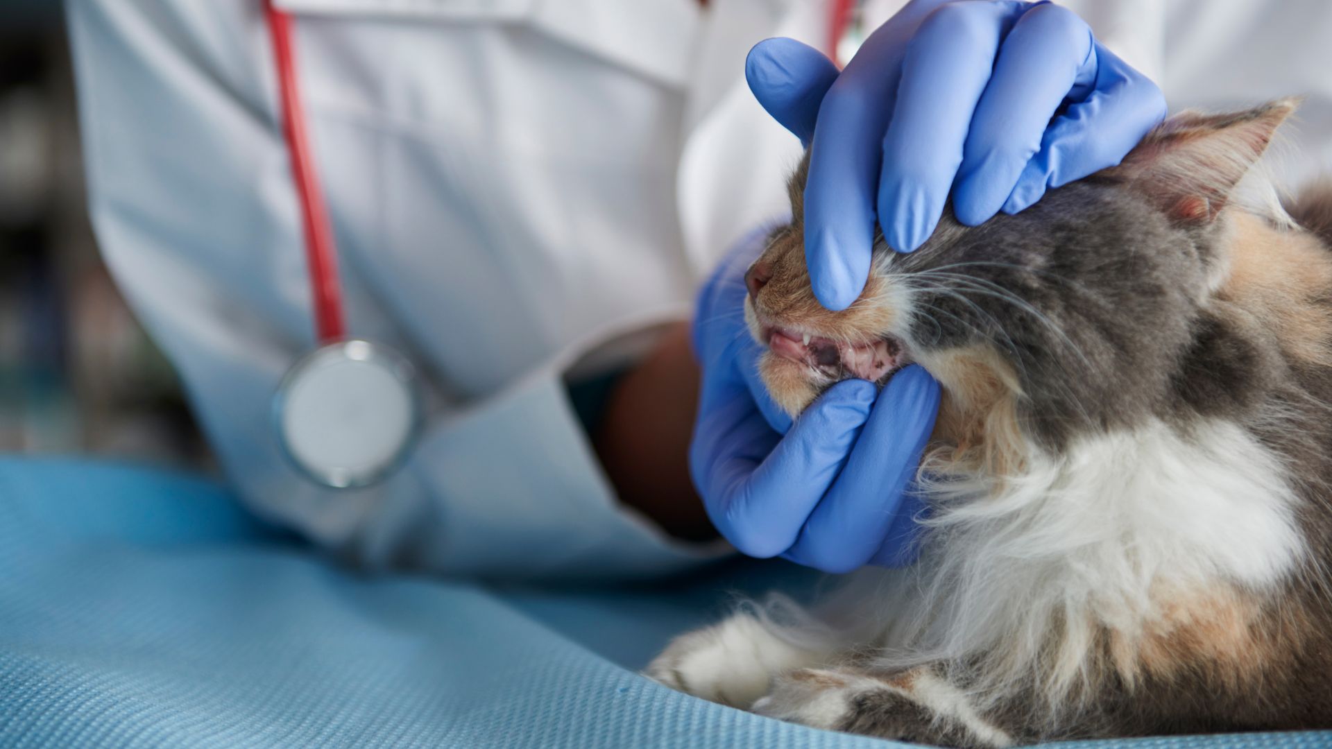 VJ202403 Katzen Zaehne Zahnbehandlung