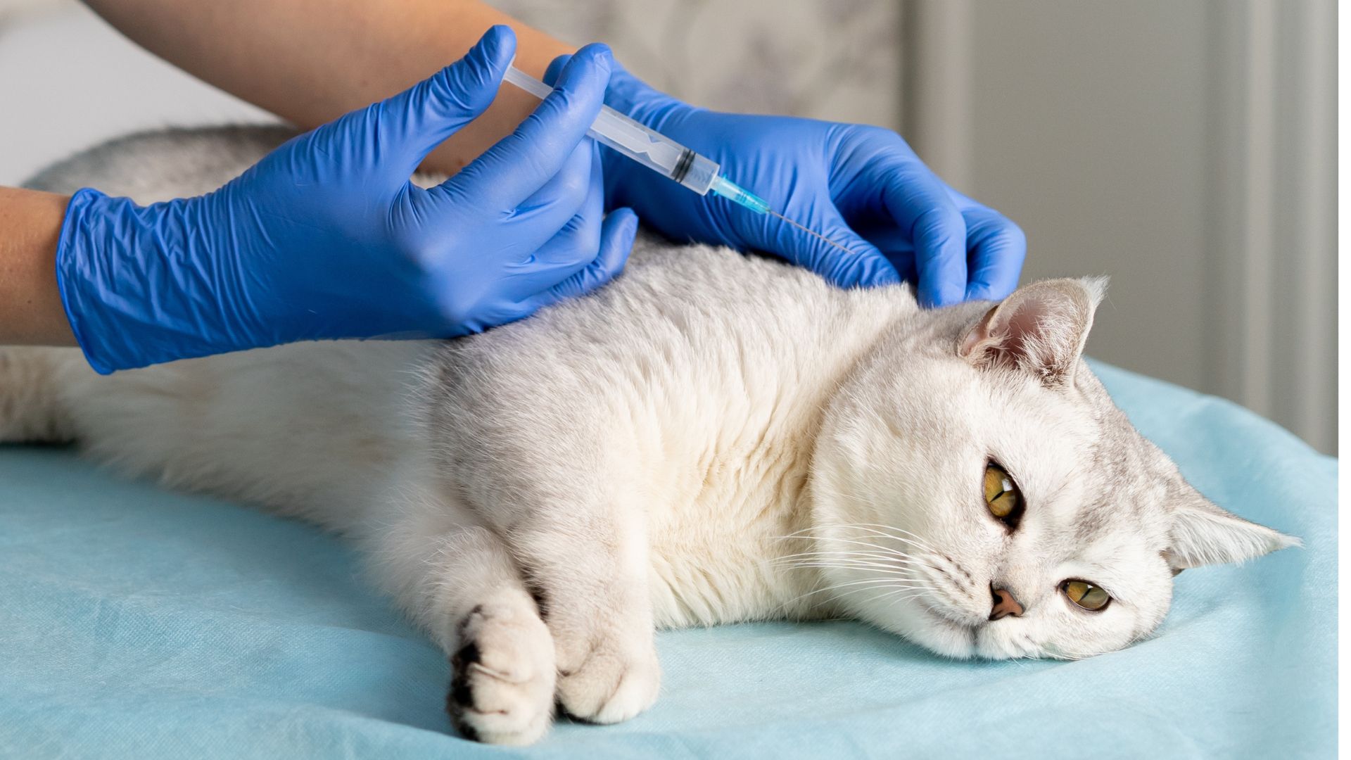 VJ202403 Katzendiabetes Katze Spritze