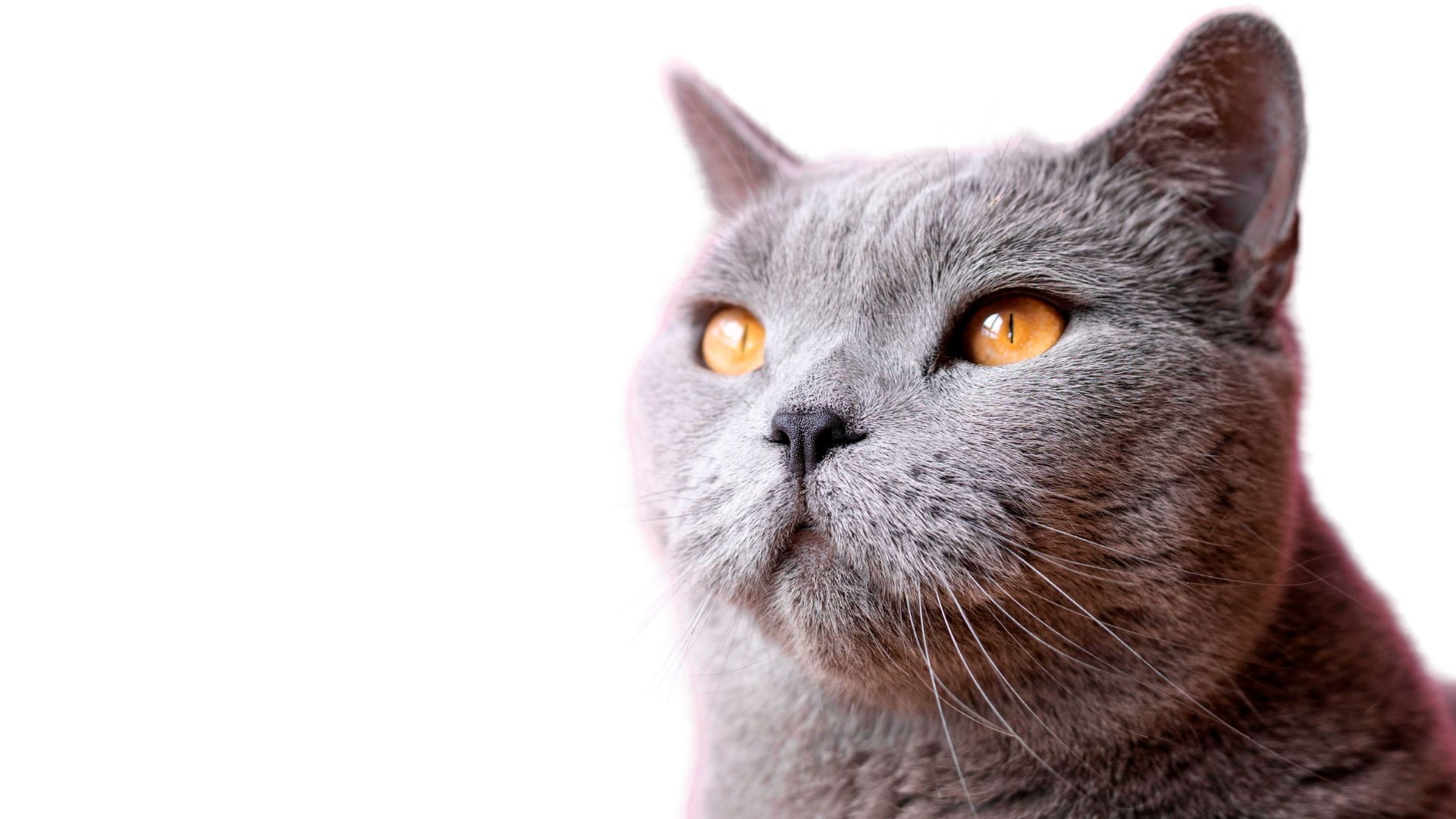 VJ202403 Katzenmedizin Katze