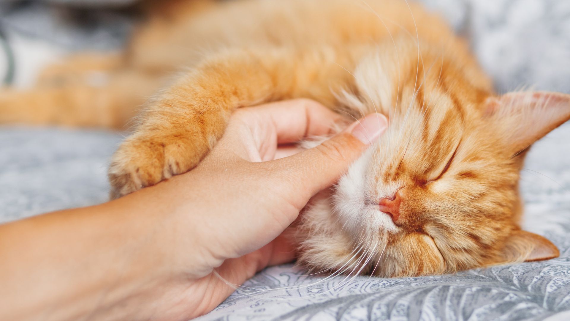 VJ202403 Katzenschnurren GingerCat