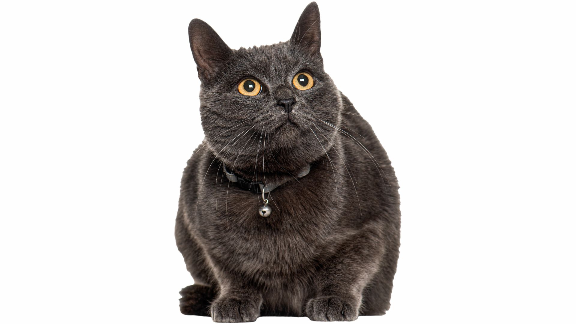 VJ202404 Fallbericht EKH Kater Katze