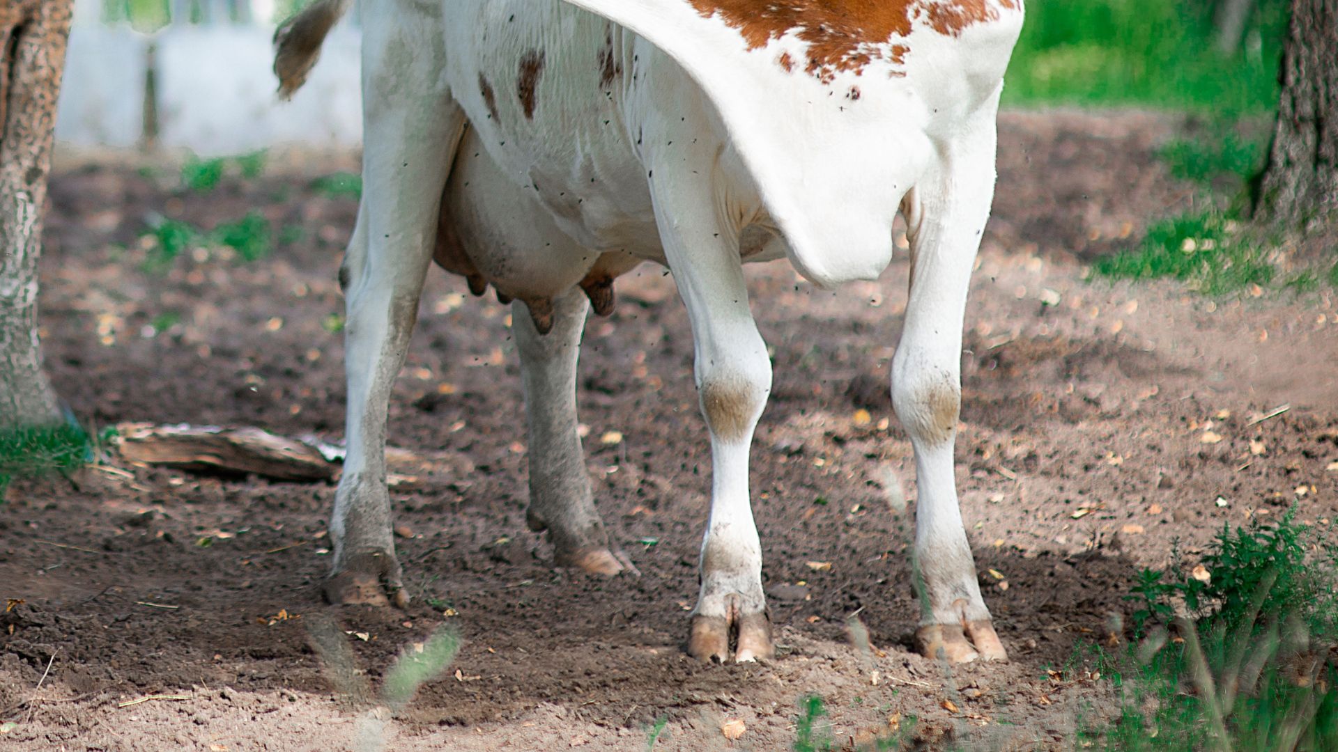 VJ202404 Klauengesundheit Kuh