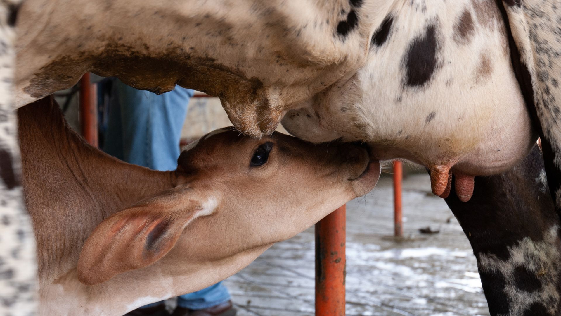 VJ202404 Kuh Milch Kalb