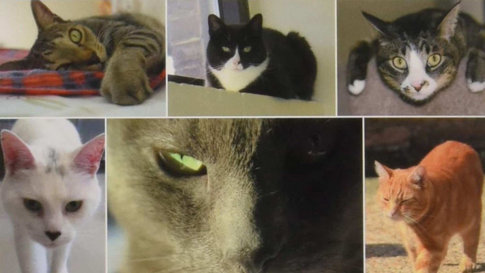 VJ202405 App Schmerzerkennung Katzen