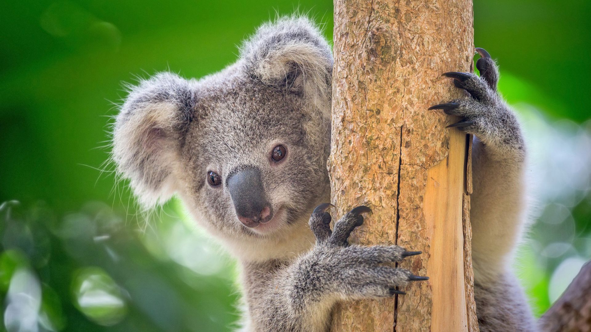 VJ202405 Massensterben Koala