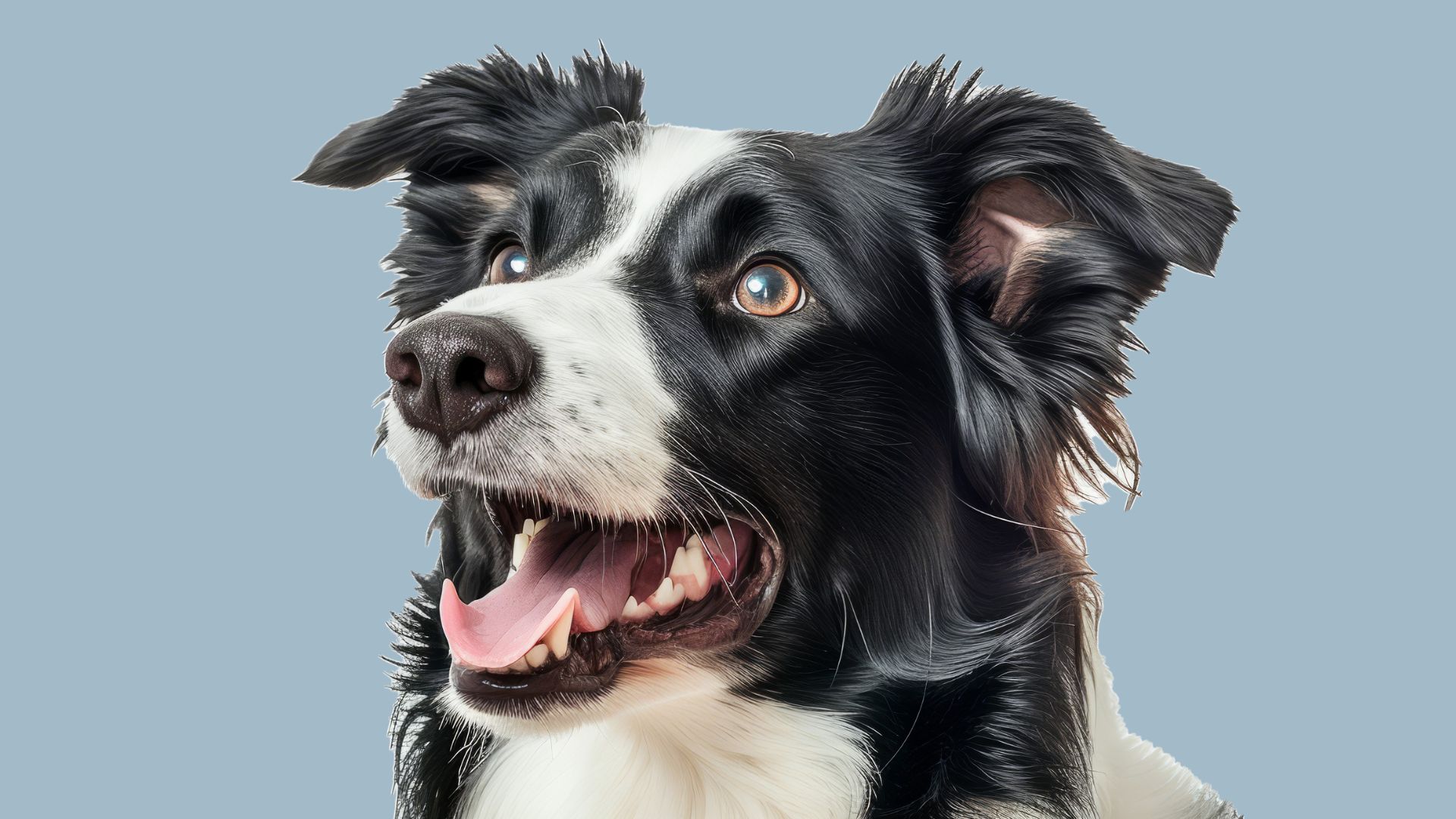 VJ202405 Narkose ohne Opioide Hund