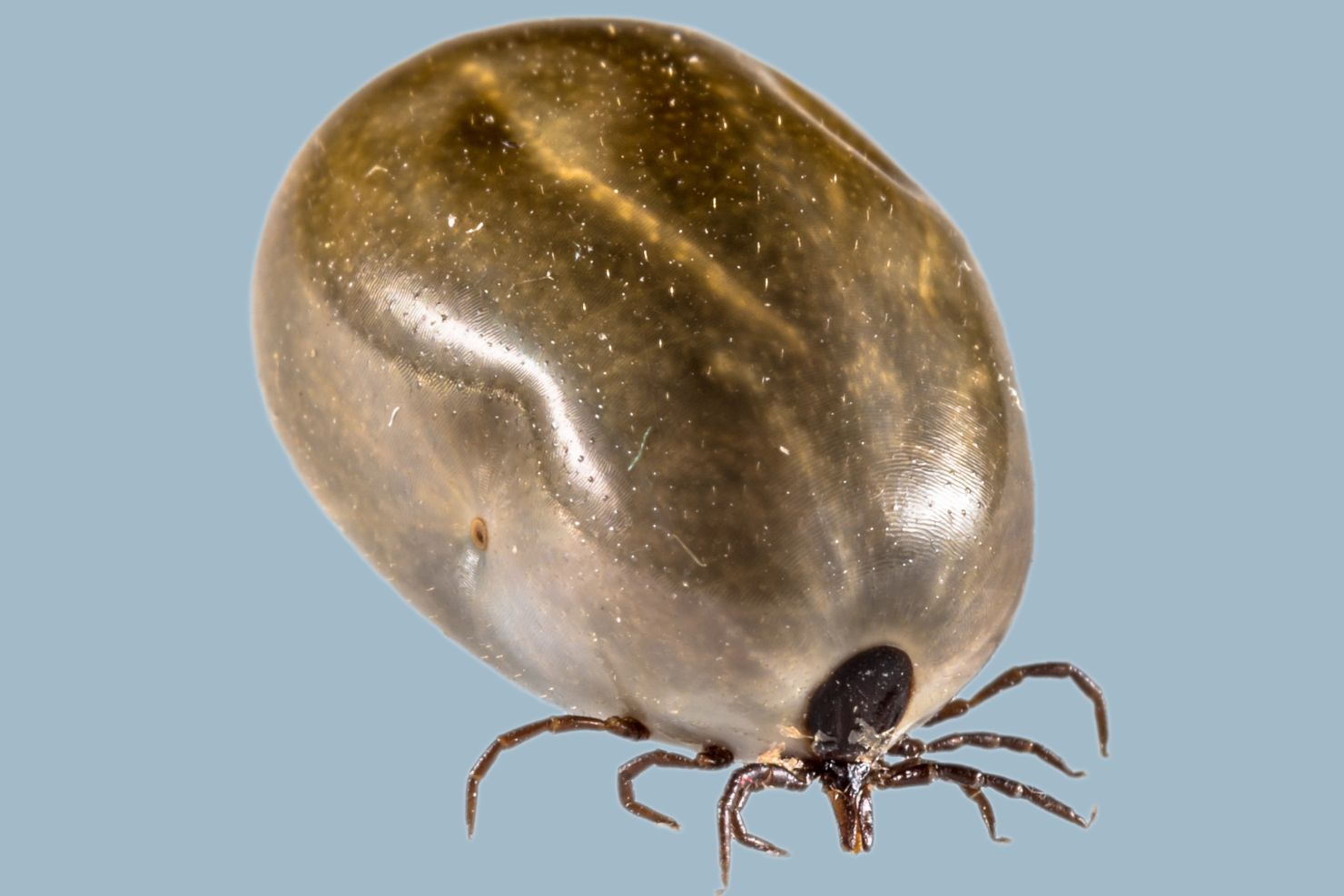 VJ202406 Ektoparasiten Prophylaxe Zeck