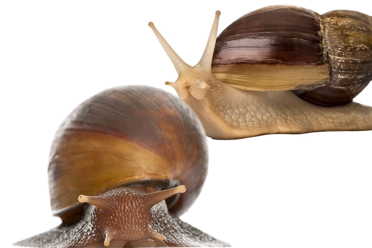 VJ202406 Riesenschnecke