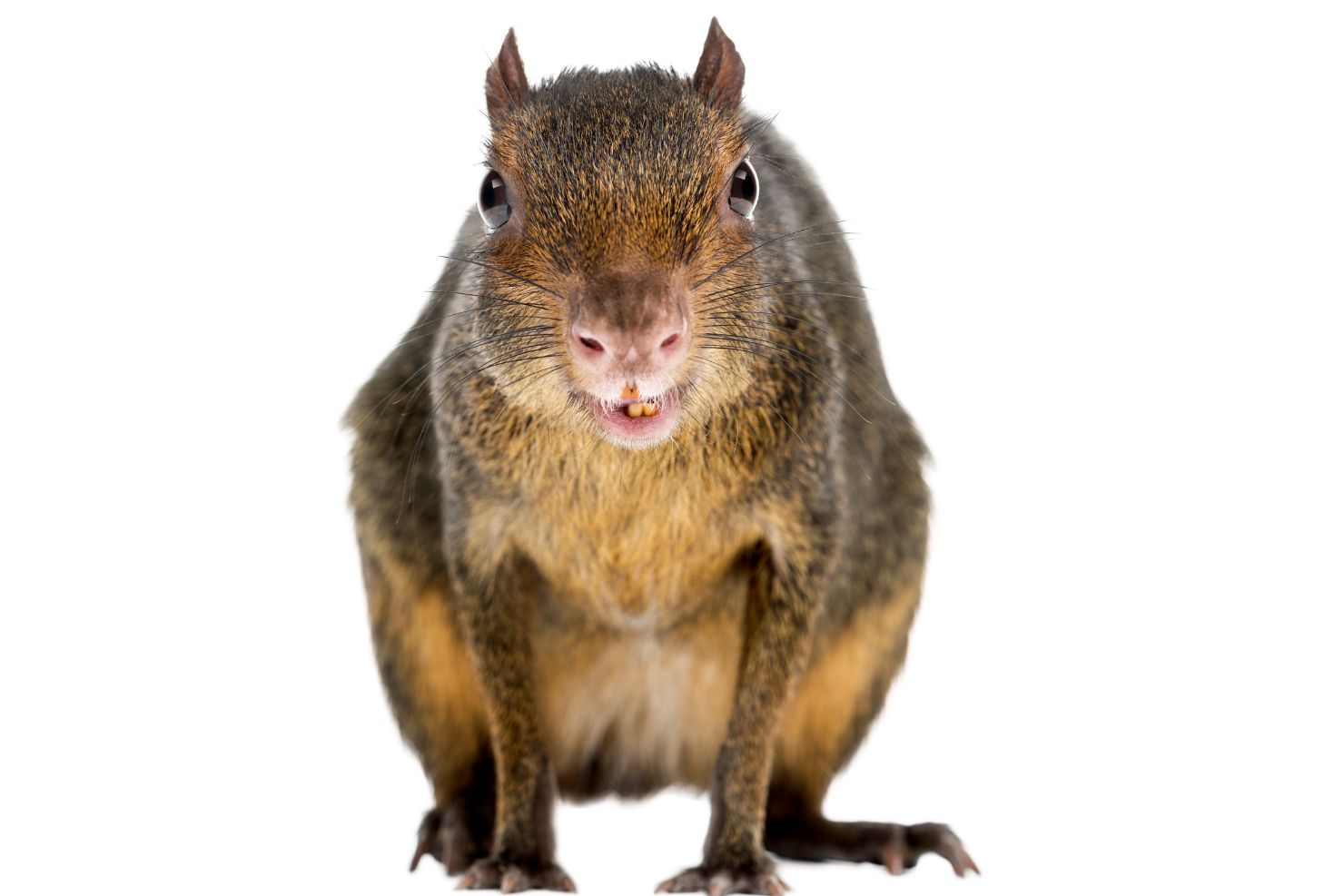 VJ202407 08 Nager Zahnmedizin