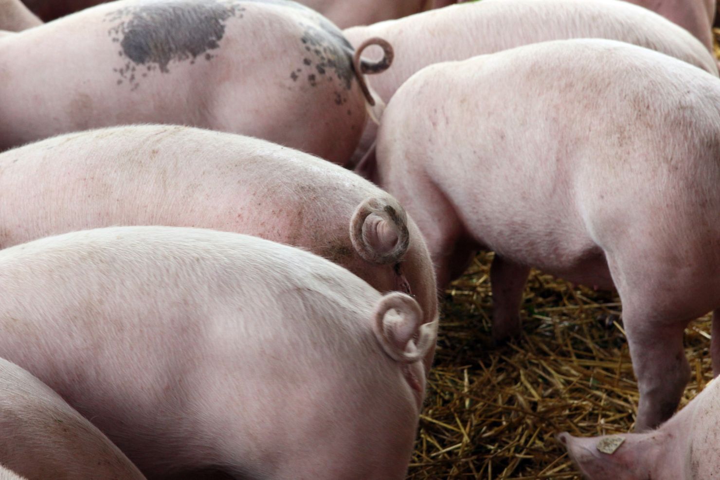 VJ202409 Schweine Kraeuterextrakte Ringelschwaenze