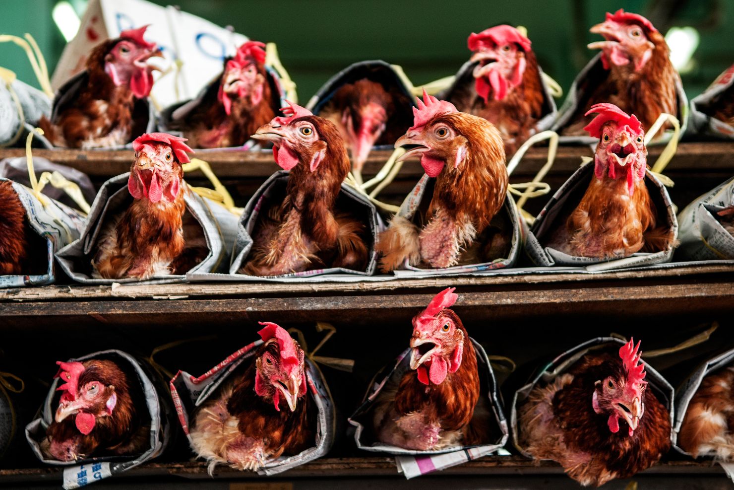 VJ202409 Vogelgrippe Impfstoffe Huehner