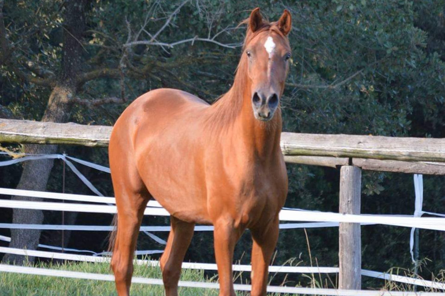 VJ202409 West Nil Virus Pferd