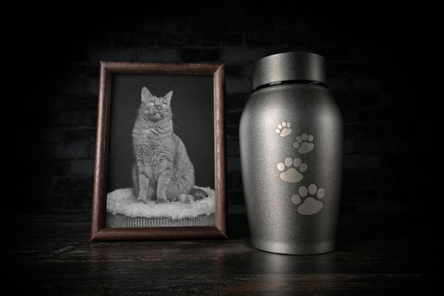 VJ202410 Katzen Trauer Artgenossen