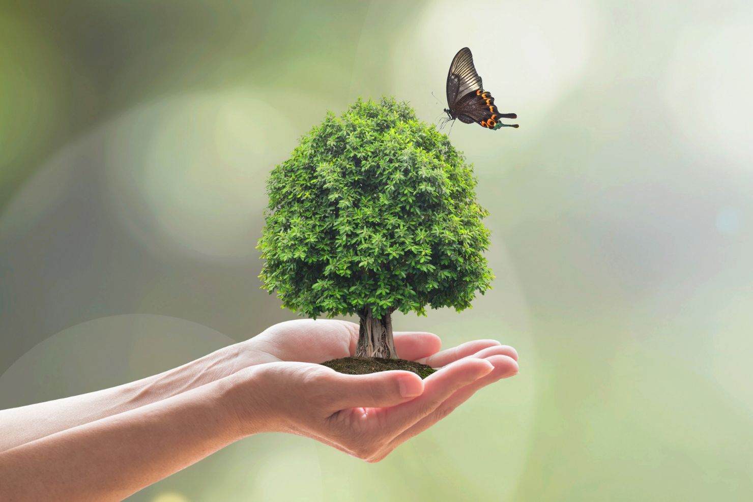 VJ202410 One Health Institute