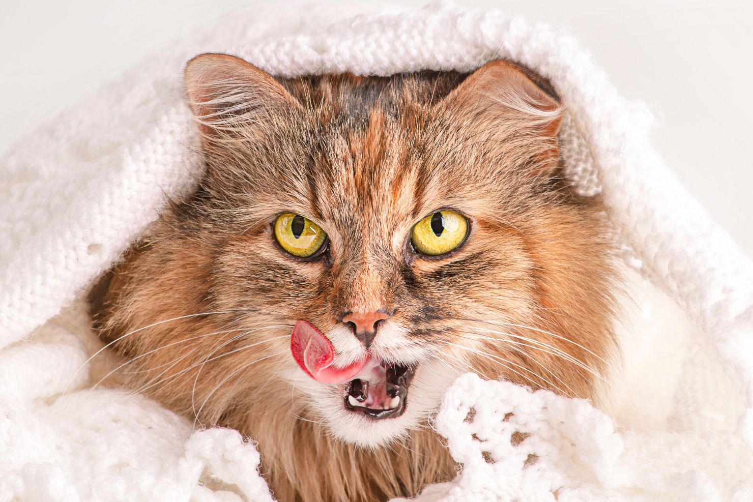 VJ202412 202501 Chronisch krank Katze