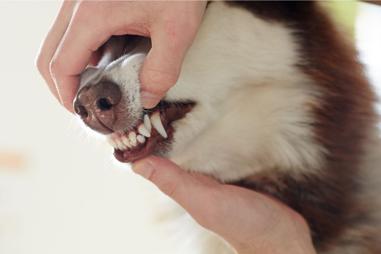 VJ202412 202501 Parodontitis Hund Zahnuntersuchung