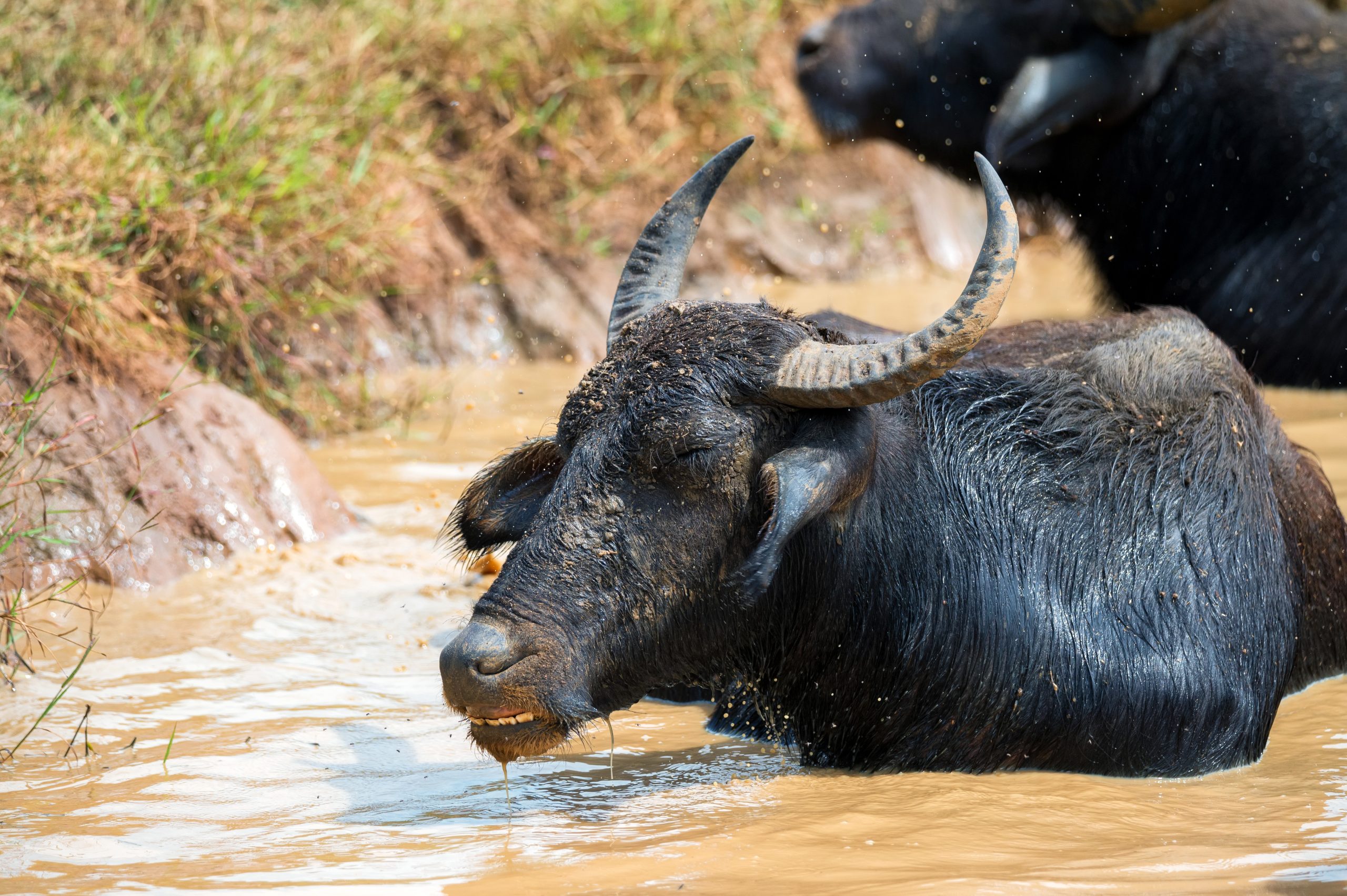 VJ202502 Maul und Klauenseuche scaled