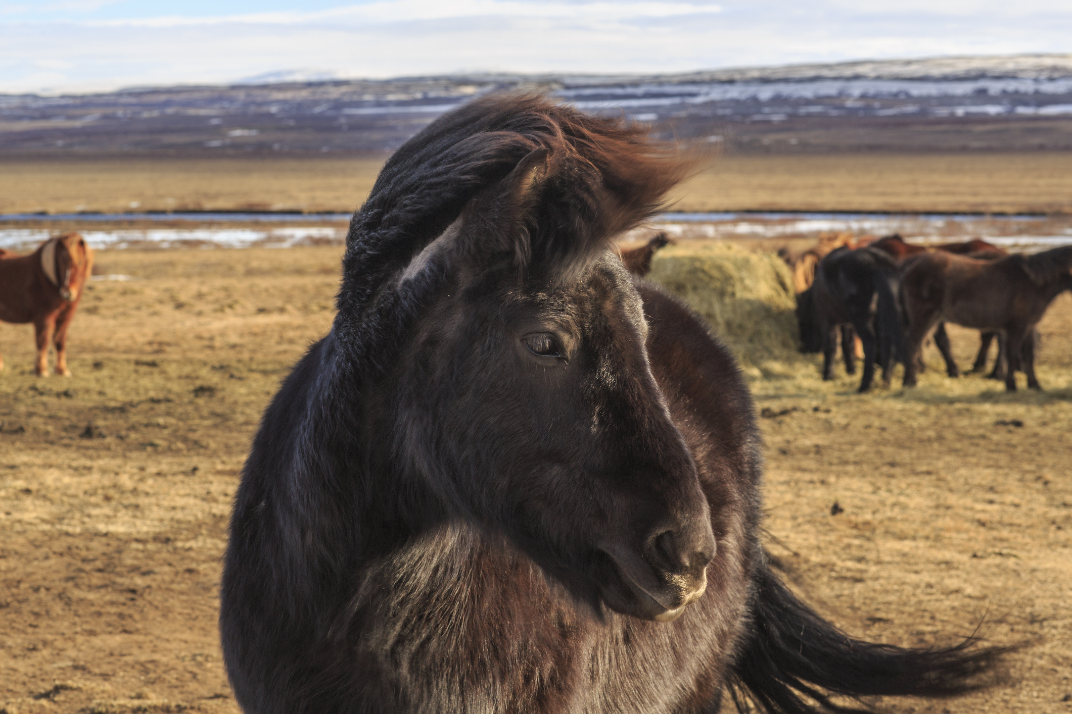 VJ202502 Stutenblut Scheinefleisch Pferd