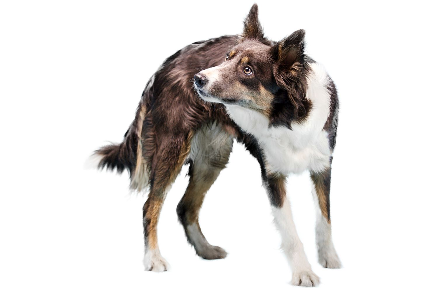 VJ202503 Forschung Hunde