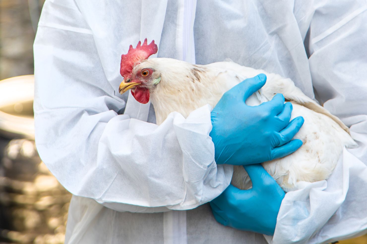 VJ202503 H5N1 Vogelgrippe Huhn