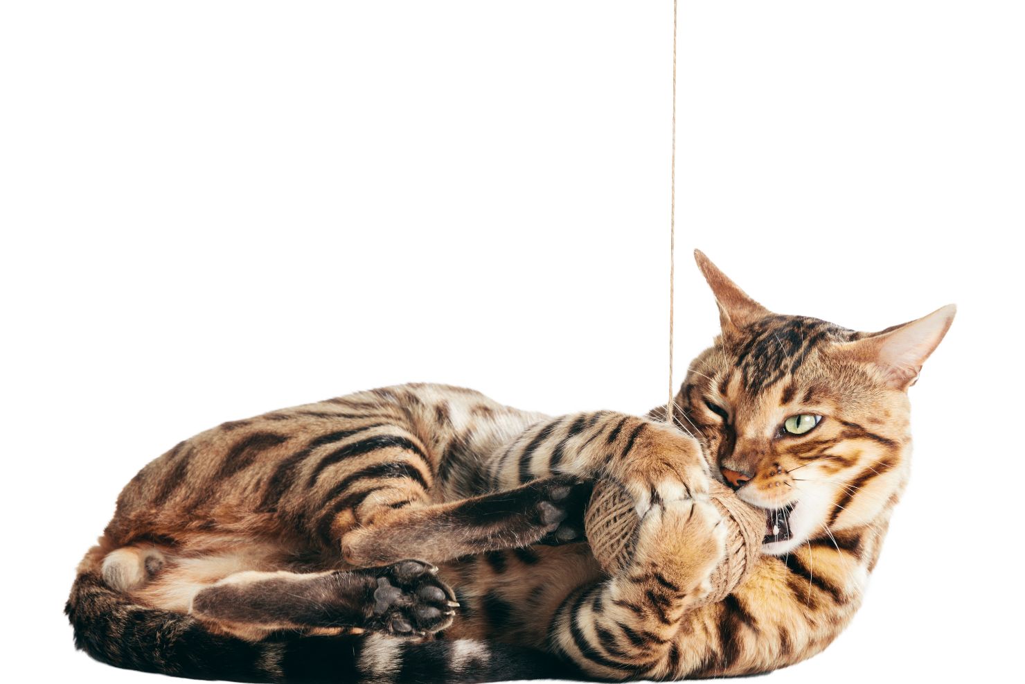 VJ202503 Nierendiaet Katze Faden